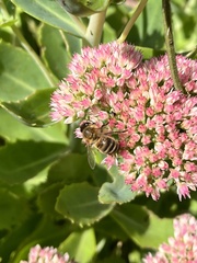 Apis mellifera