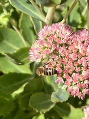 Apis mellifera