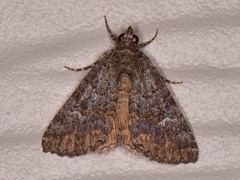 Eubolina impartialis