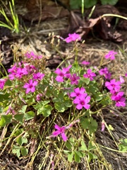 Oxalis articulata