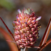 Dwarf Pineapple - Photo (c) David Martin, some rights reserved (CC BY-NC), uploaded by David Martin