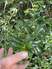 Ilex cornuta