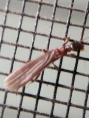 Embioptera
