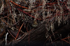 Oreoscoptes montanus