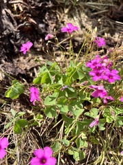 Oxalis articulata