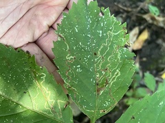 Phyllocnistis vitifoliella
