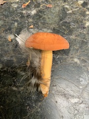 Lactifluus volemus
