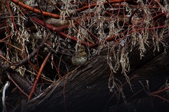 Oreoscoptes montanus