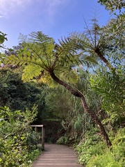 Cyatheaceae