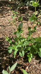 Acanthoideae