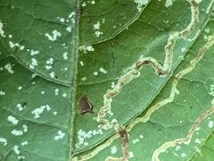 Phyllocnistis vitifoliella