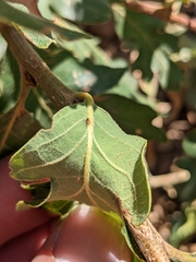 Xanthoteras eburneum