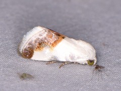 Acontia cretata