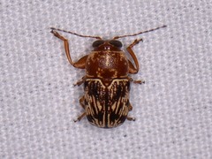 Pachybrachis turbidus