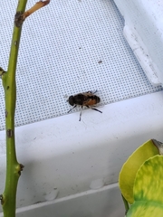 Eristalina