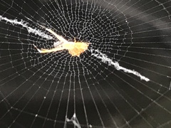 Uloborus