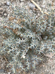 Euphorbia polycarpa