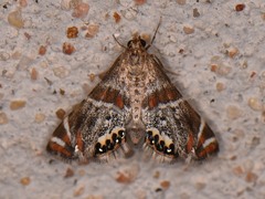 Petrophila jaliscalis