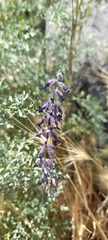 Salvia abrotanoides