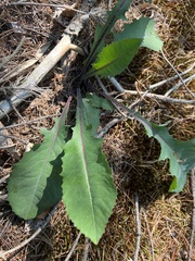 Lactuca hirsuta