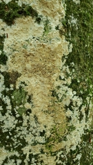 Coniophora puteana