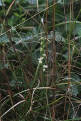 Spiranthes casei casei
