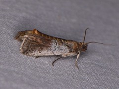 Chararica hystriculella