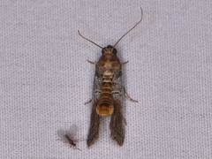 Chararica hystriculella
