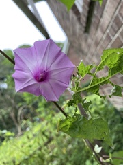 Ipomoea triloba