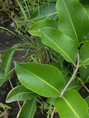 Ficus racemosa