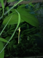 Ceriagrion coromandelianum