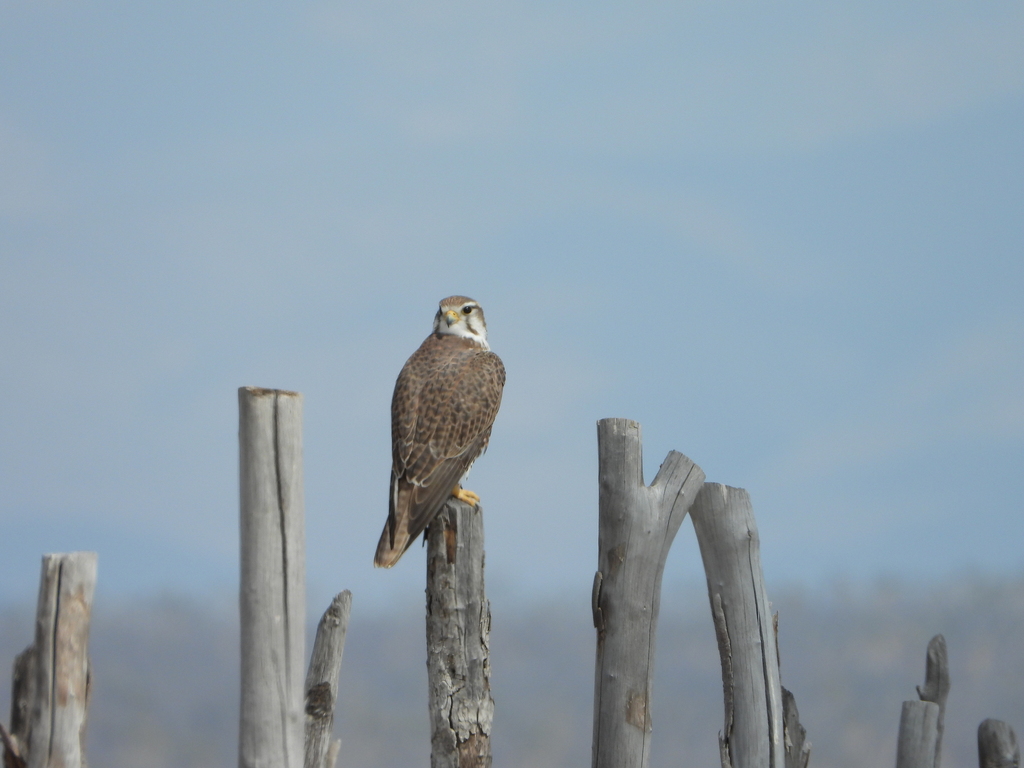 Prairie Falcon