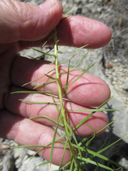Liatris glandulosa