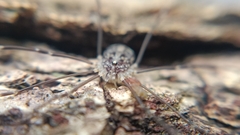 Nelima