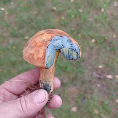 Cyanoboletus pulverulentus
