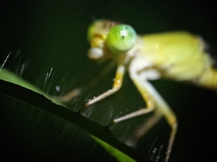 Ceriagrion coromandelianum