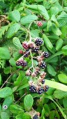 Rubus fruticosus