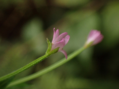 Epilobium ciliatum