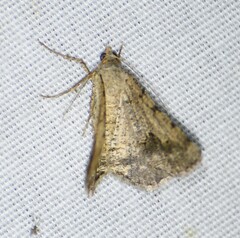 Frederickia s-signata