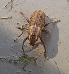 Naupactus peregrinus
