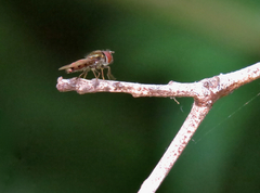 Platycheirus trichopus