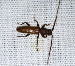Geropa concolor