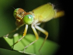 Ceriagrion coromandelianum