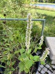 Mentha spicata