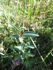 Salix triandra