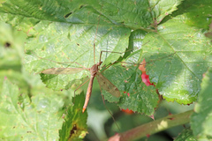 Tipula fulvipennis