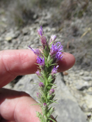 Liatris glandulosa