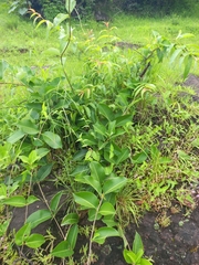Ficus racemosa
