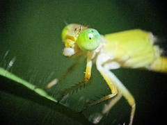 Ceriagrion coromandelianum