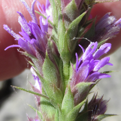 Liatris glandulosa